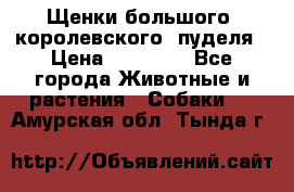 Щенки большого (королевского) пуделя › Цена ­ 25 000 - Все города Животные и растения » Собаки   . Амурская обл.,Тында г.